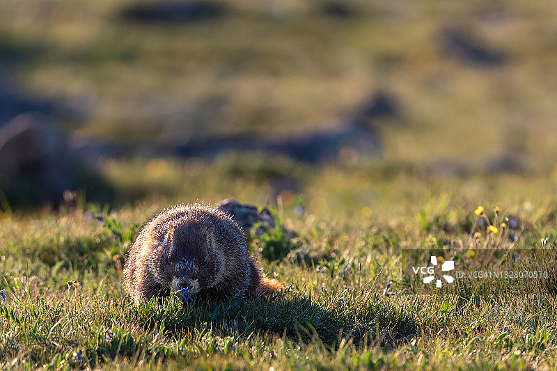 苔原上的黄腹旱獭图片素材