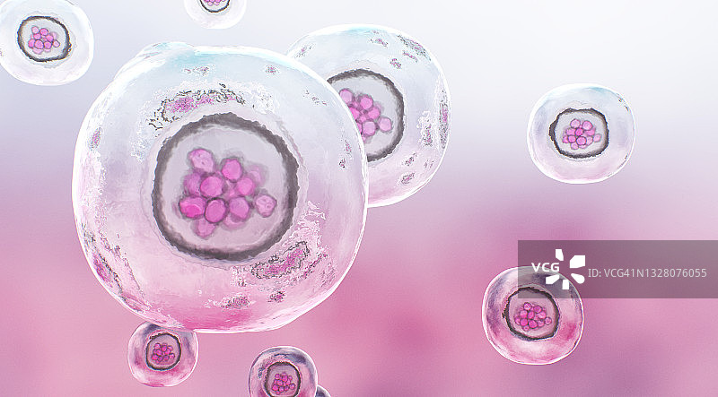 细胞分裂产生的人类桑葚胚细胞实体球图片素材