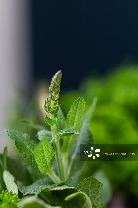 大量新鲜绿色烹饪用草本植物图片素材
