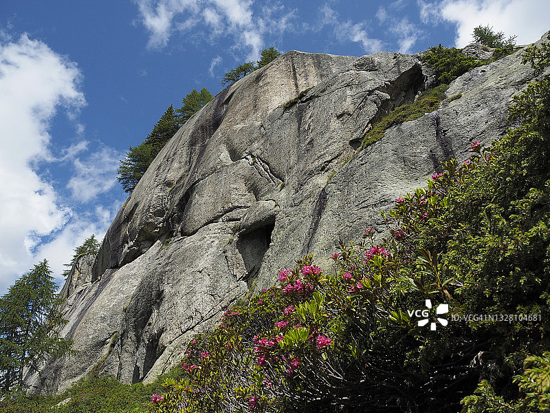 福尔马扎山谷萨格斯博登附近的阿尔卑斯玫瑰（Rhododendron ferrugineum）图片素材