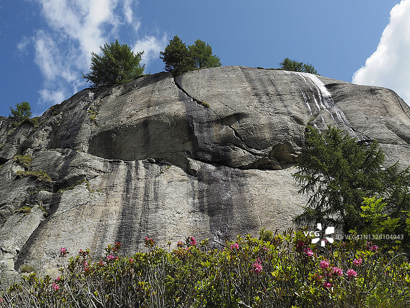 福尔马扎山谷萨格斯博登附近的阿尔卑斯玫瑰（Rhododendron ferrugineum）图片素材