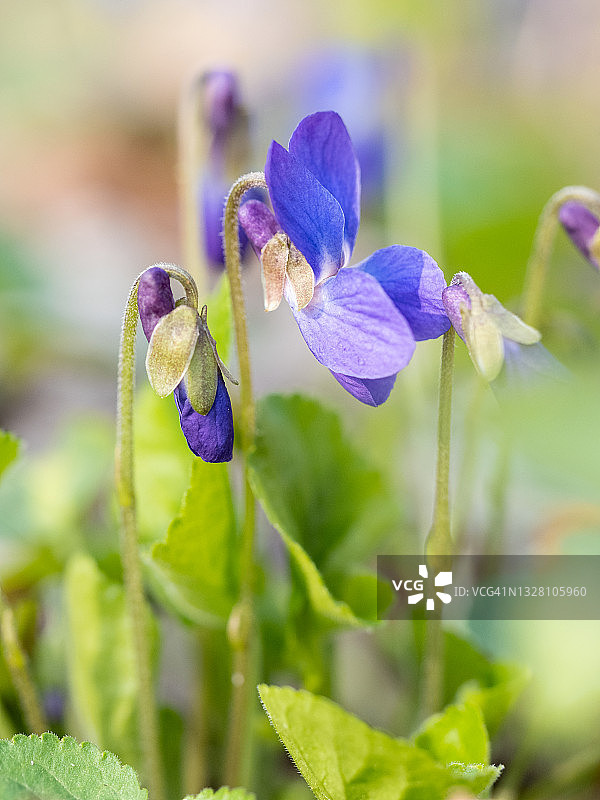 春季森林中紫色林紫罗兰花朵特写图片素材