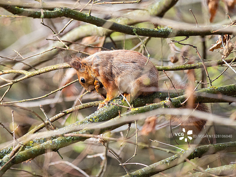 红松鼠坐在树枝上清洁爪子图片素材