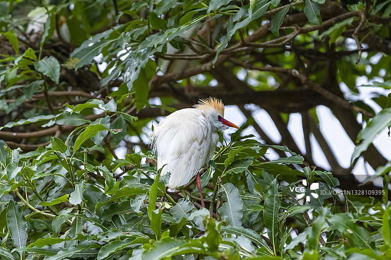 牛背鹭图片素材