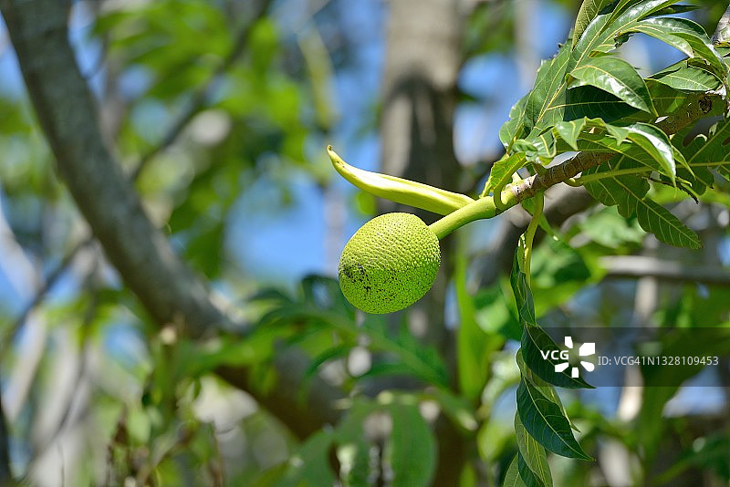 留尼汪岛面包树的果实图片素材
