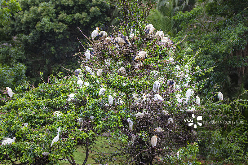 非洲圣鹮图片素材