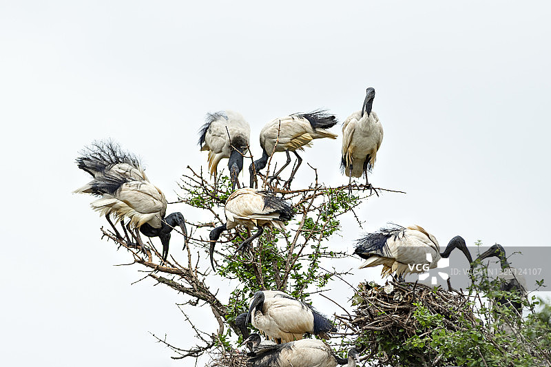 非洲圣鹮图片素材