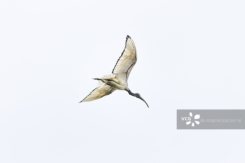 非洲圣鹮图片素材