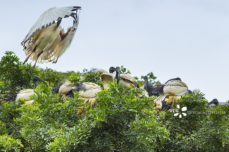非洲圣鹮图片素材