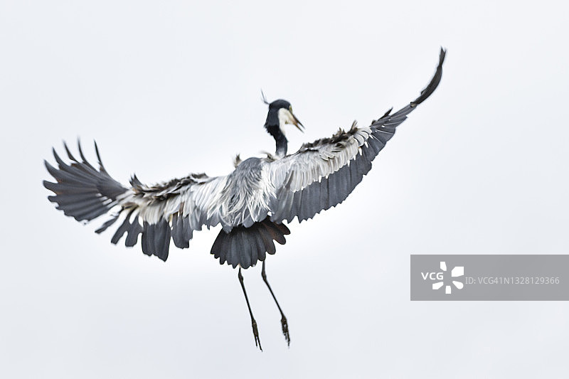 苍鹭(苍鹭)图片素材