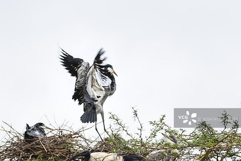 苍鹭(苍鹭)图片素材