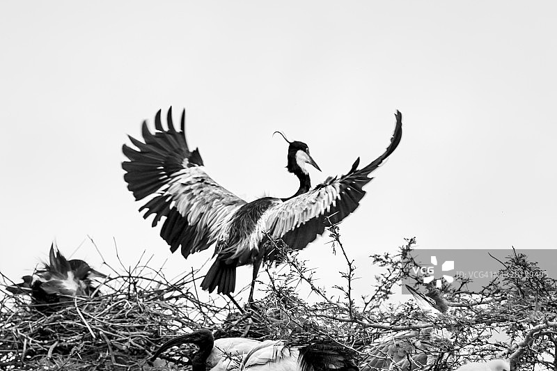 苍鹭(苍鹭)图片素材