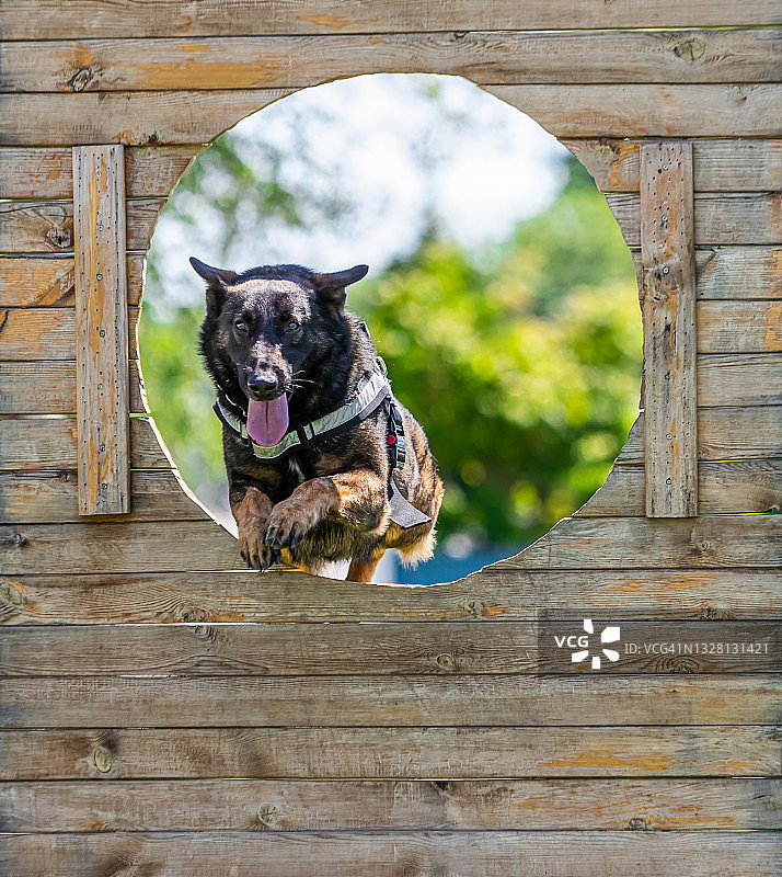 越过障碍的马里努阿犬图片素材