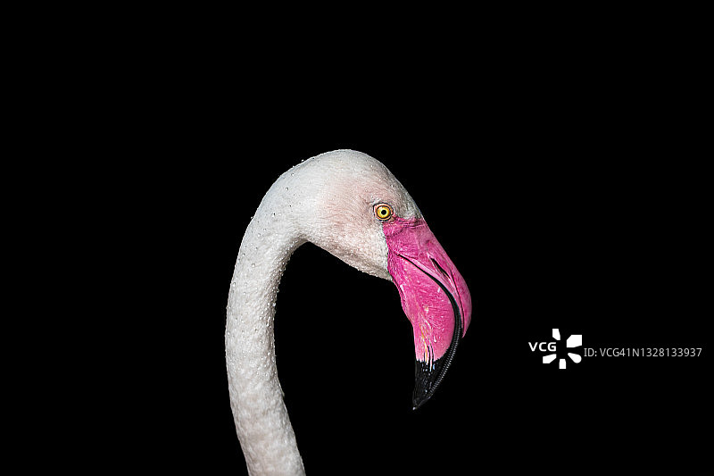 大红鹳图片素材