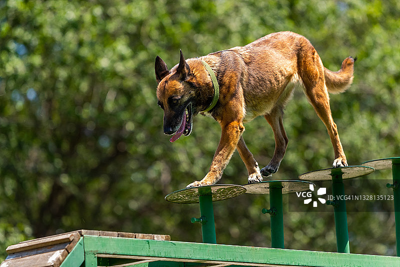 马里努阿犬在障碍物上行走图片素材