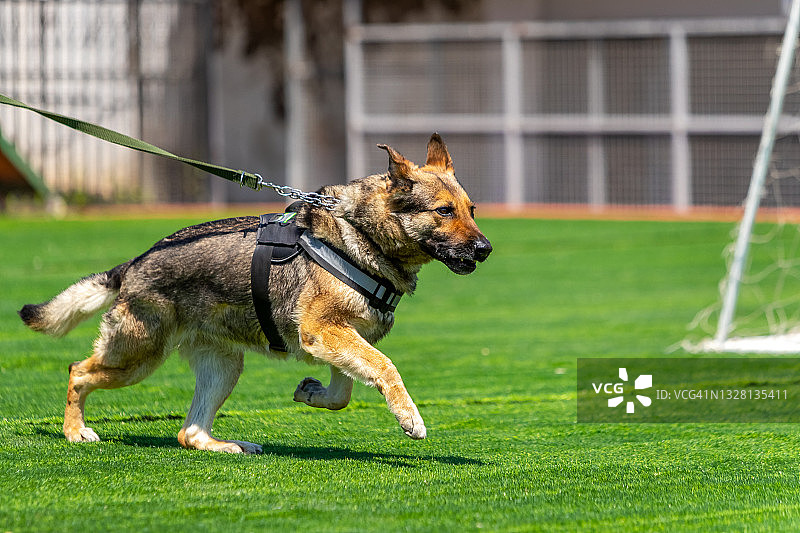 奔跑的德国牧羊犬图片素材