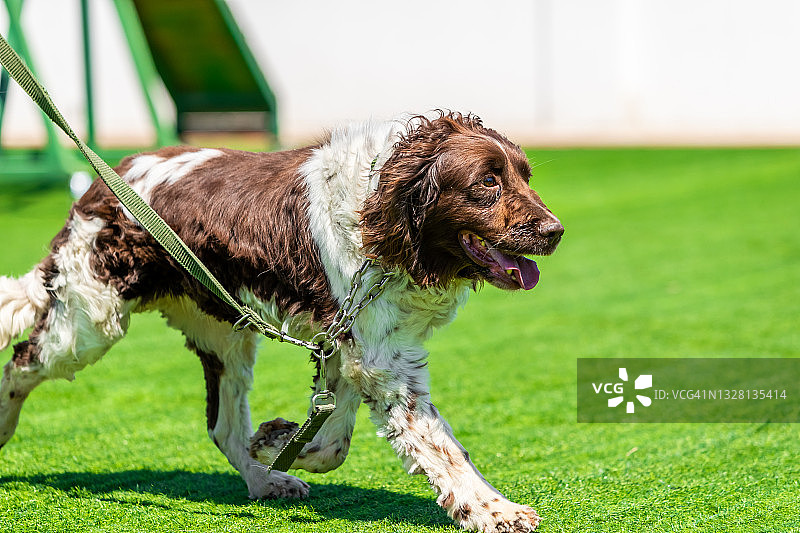 奔跑中的英国激飞猎犬图片素材