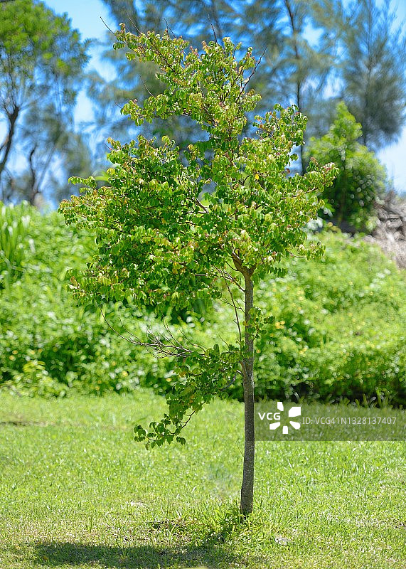 留尼汪岛杨桃图片素材