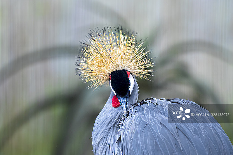 灰冕鹤图片素材