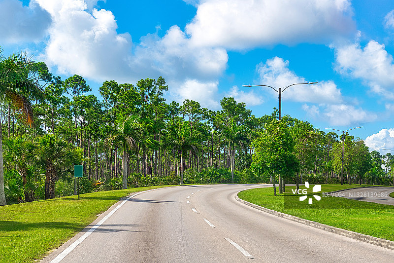 巴哈马群岛的茂盛树叶图片素材