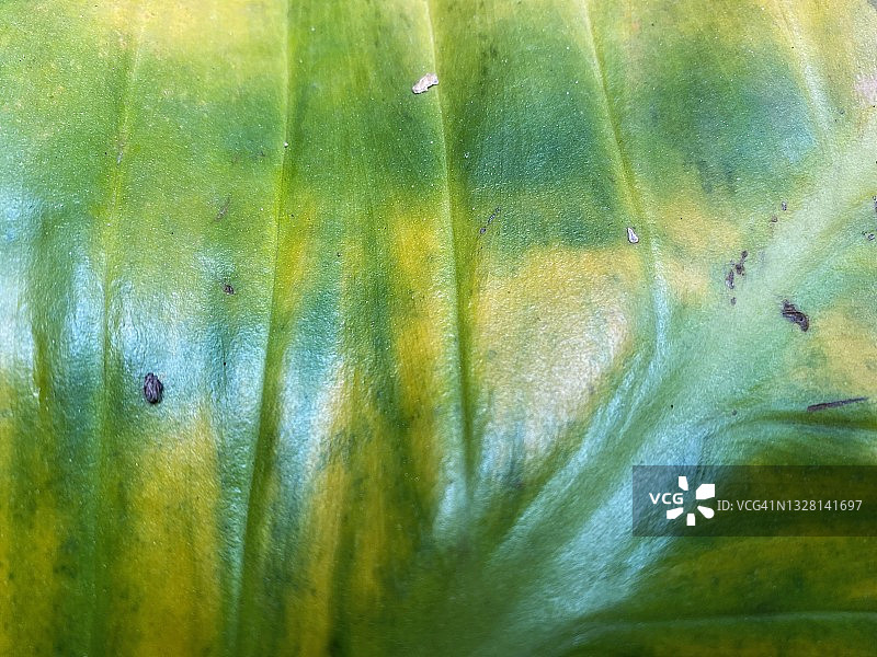 花叶万年青叶子特写图片素材