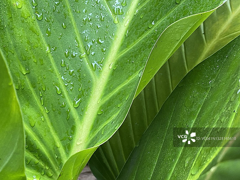 绿宝石喜林芋叶子特写图片素材