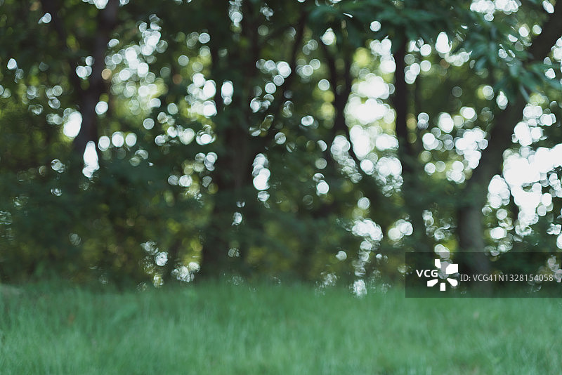 树林中斑驳的光影图片素材