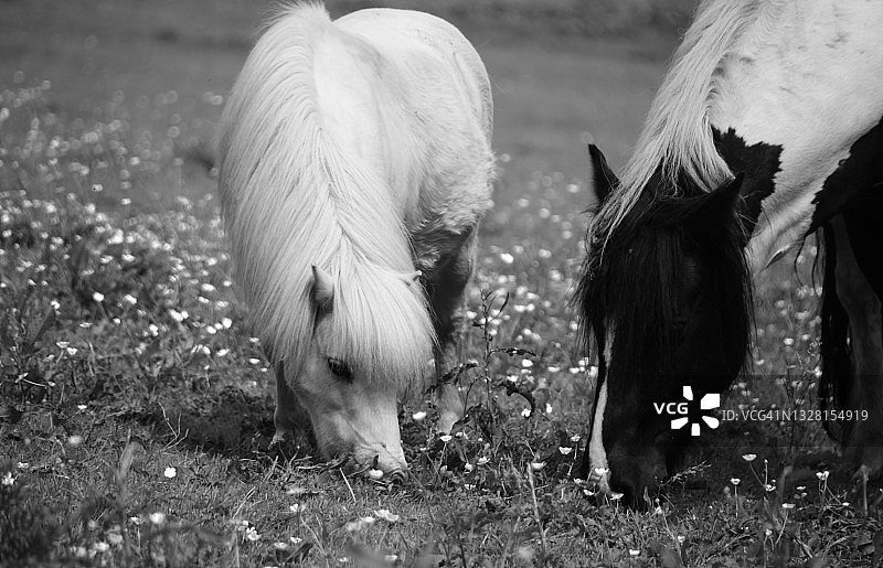 黑白马图片素材