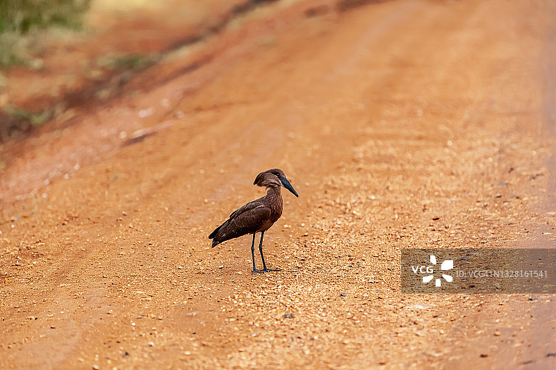 野生土路上的锤头鹳图片素材