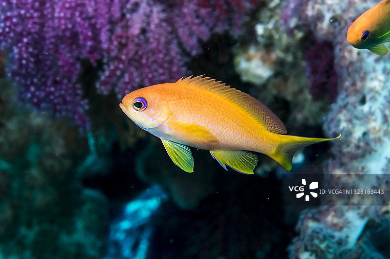 在日本三重县尾鹫市的彩色泻湖中游泳的鳞鳍金鱼图片素材