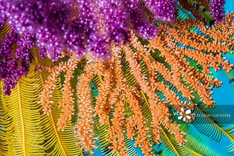 紫色和橙色的柳珊瑚，黄色海星和蓝色海水背景图片素材