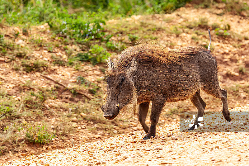 疣猪在土路上图片素材