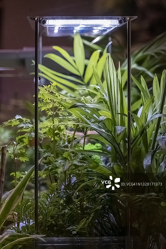 桌上光线下的观赏植物图片素材