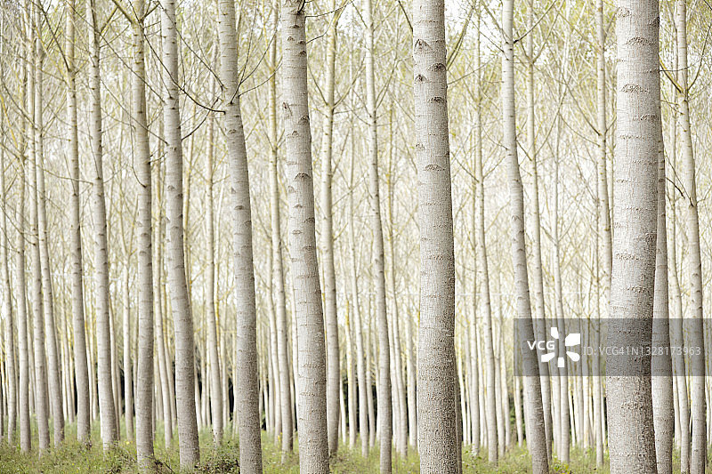 白桦林图片素材