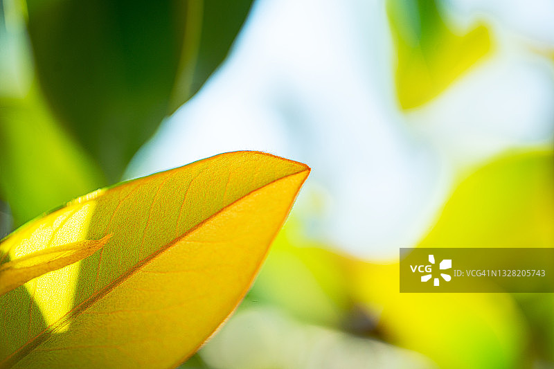 阳光和新鲜的绿叶图片素材