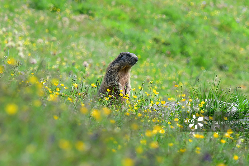 高山草甸上的土拨鼠图片素材