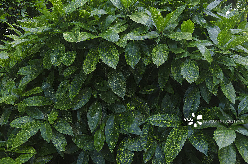 日本珊瑚树叶的完整画面图片素材