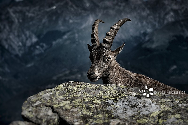 野生环境中的高山山羊口鼻部特写图片素材
