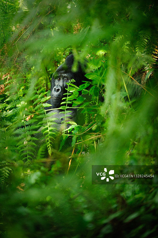 雄性银背大猩猩，乌干达布温迪国家公园图片素材