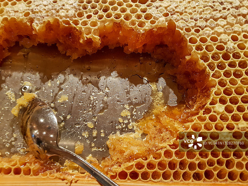 蜜蜂蜂巢图片素材