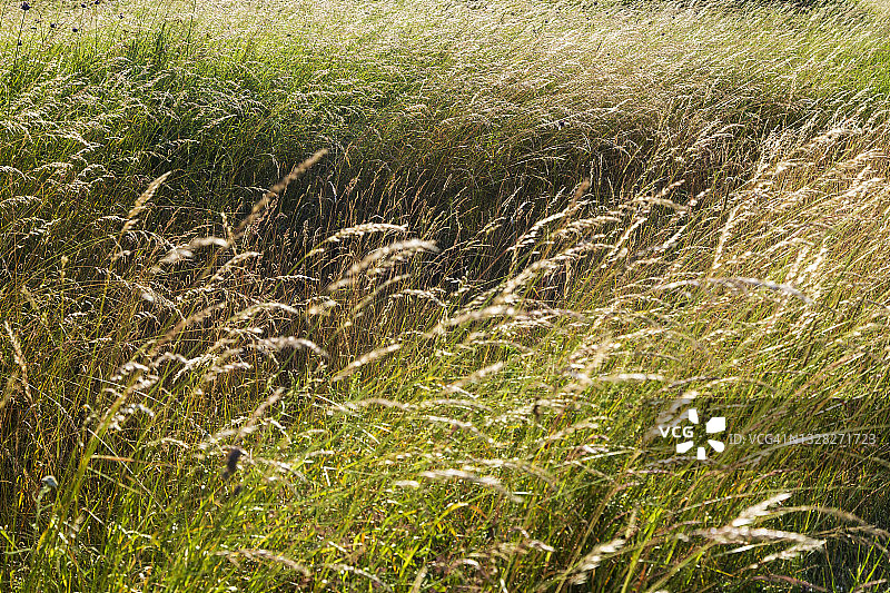 芬兰夏日阳光明媚的草地上真草特写，全画幅背景图片素材