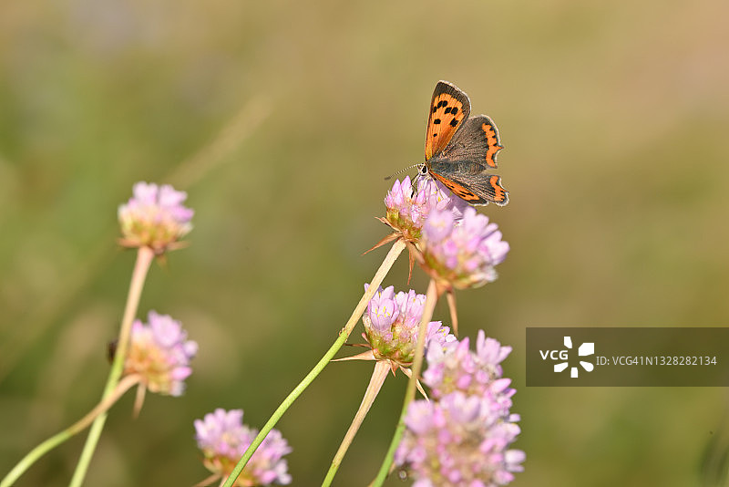 小火蛱蝶图片素材