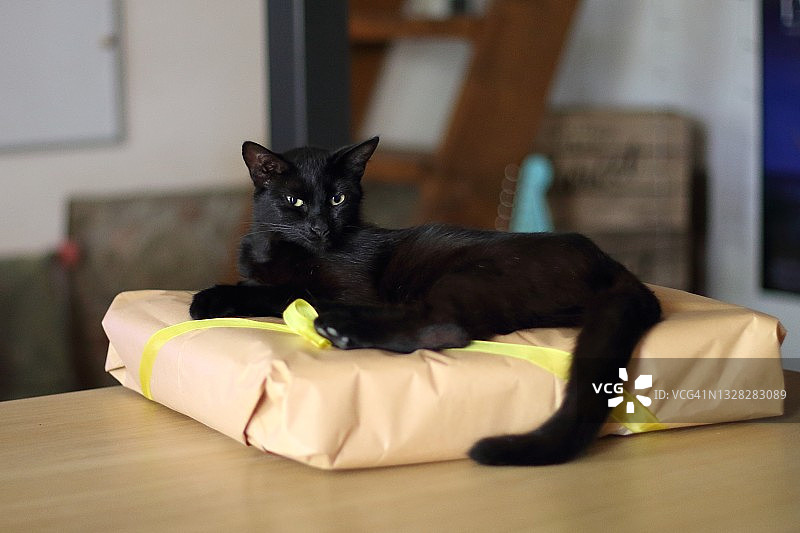 黑色猫咪睡觉图片素材