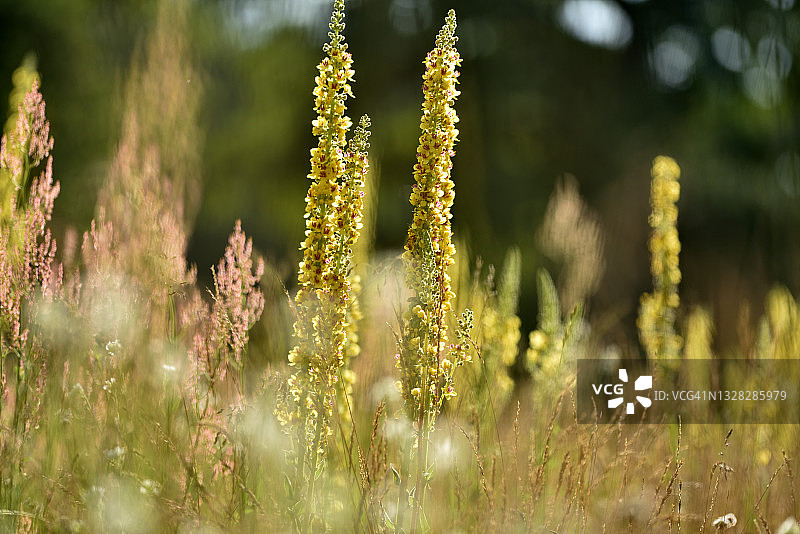 毛蕊花图片素材