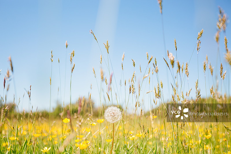 草地上的蒲公英图片素材