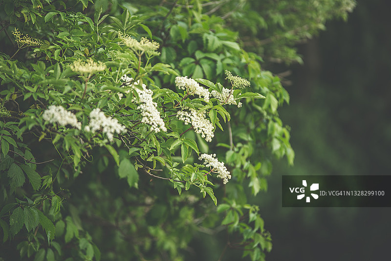 盛开的接骨木灌木丛与白色花朵图片素材