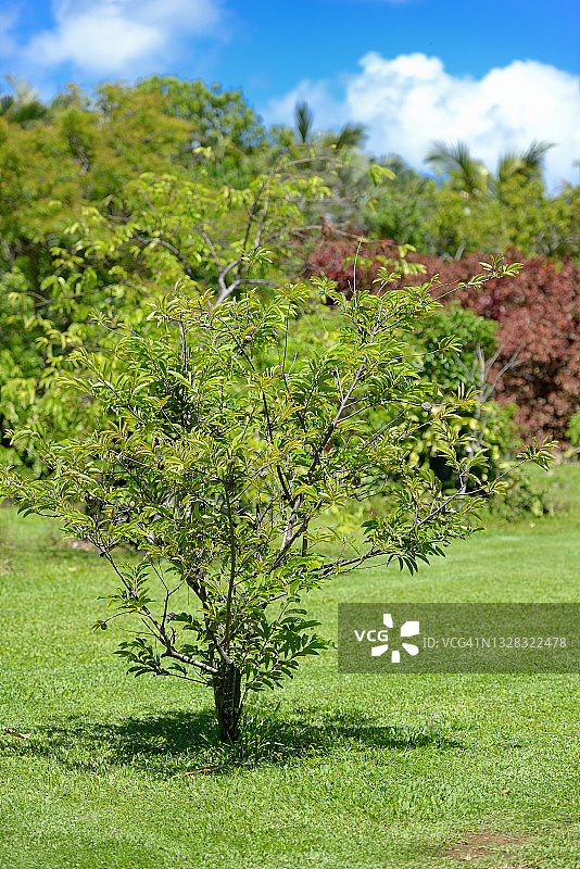 留尼汪岛番荔枝图片素材