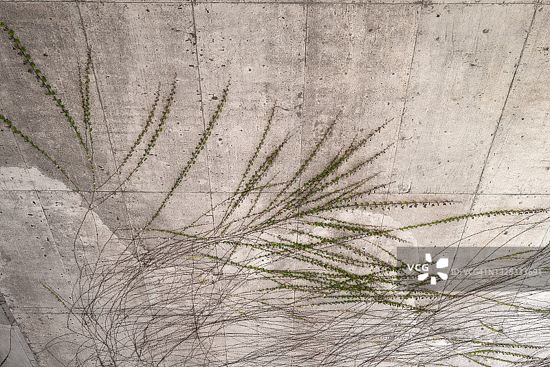 混凝土墙上的攀缘植物图片素材