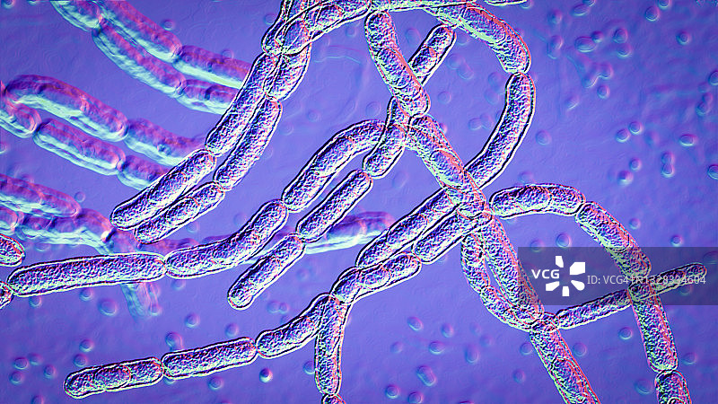 炭疽杆菌图示图片素材
