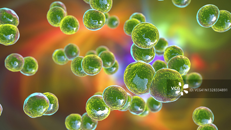 卡他莫拉克斯菌细菌，图示图片素材